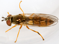 Platycheirus fulviventris